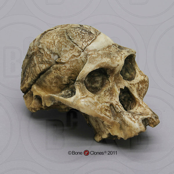 Australopithecus africanus (STS 5 - "Mrs. Ples") Cast Replica Skull #BH-007
