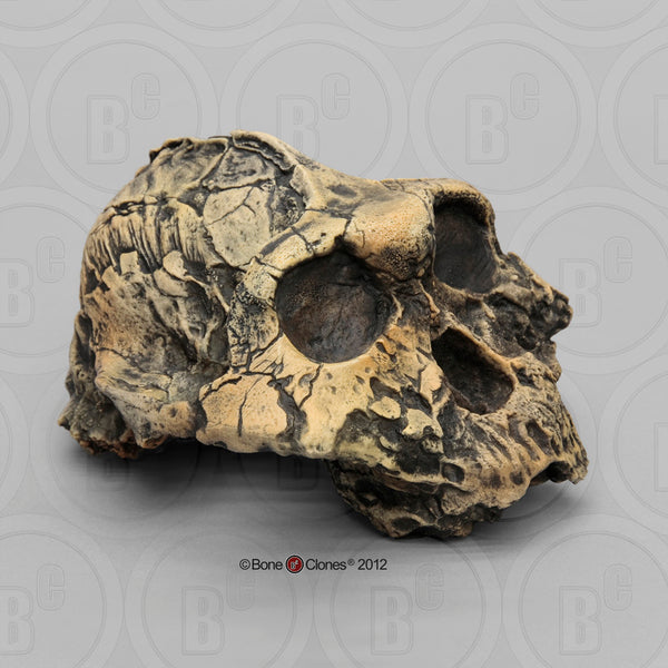 Paranthropus boisei (KNM-ER 406) Cast Replica Skull #BH-006