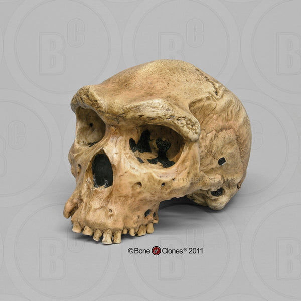 Homo heidelbergensis (Broken Hill 1 - "Rhodesian Man") Cast Replica Skull #BH-004