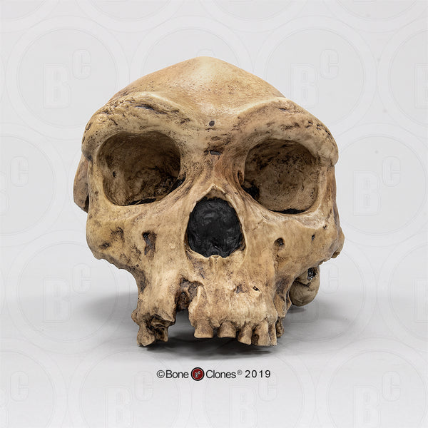 Homo heidelbergensis (Broken Hill 1 - "Rhodesian Man") Cast Replica Skull #BH-004