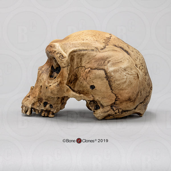 Homo heidelbergensis (Broken Hill 1 - "Rhodesian Man") Cast Replica Skull #BH-004