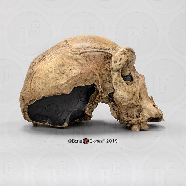 Homo heidelbergensis (Broken Hill 1 - "Rhodesian Man") Cast Replica Skull #BH-004