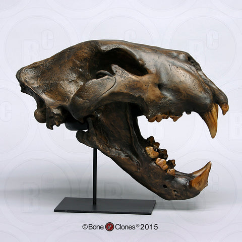 Cat Skull (American Lion) Tarpit Finish Cast Replica - Panthera atrox #BC-019T