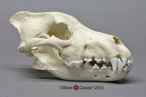 Wolf Skull (Dire Wolf) Antique Finish Cast Replica - Canis dirus #BC-020A