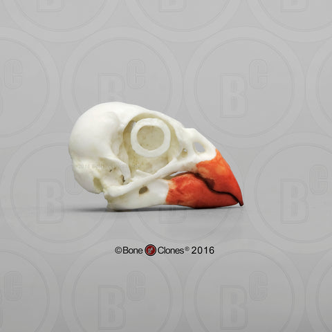 Cardinal Skull (Northern Cardinal) Cast Replica - Cardinalis cardinalis #BC-167