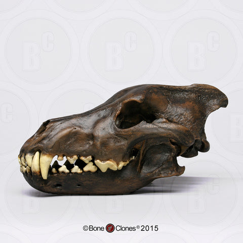 Wolf Skull (Dire Wolf) Tarpit Finish Cast Replica - Canis dirus #BC-020T