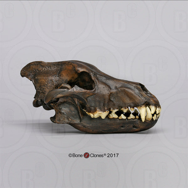 Wolf Skull (Dire Wolf) Tarpit Finish Cast Replica - Canis dirus #BC-020T