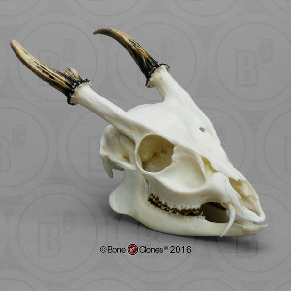 Deer Skull (Muntjac) Cast Replica - Muntiacus reevesi #BC-164