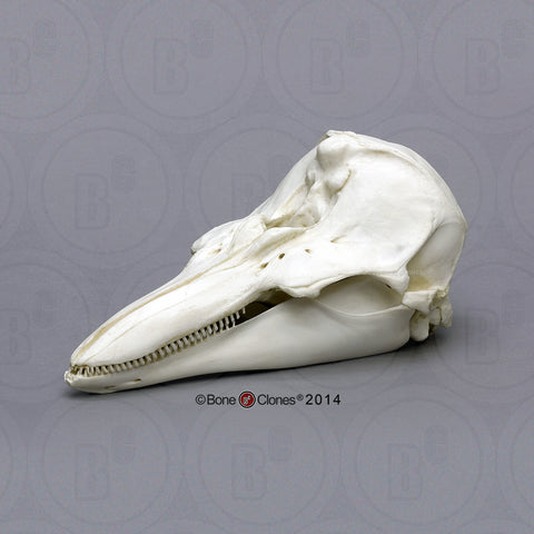 Poprpoise Skull (Harbor Porpoise) Cast Replica - Phocoena phocoena #BC-314