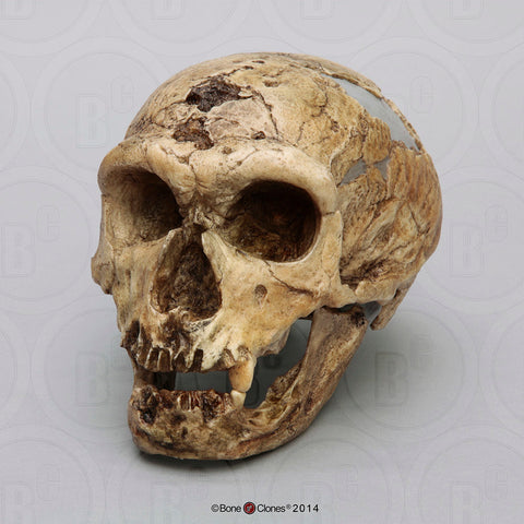 Homo neanderthalensis (Neanderthal - La Chapelle-aux-Saints) Cast Replica Skull #BH-009-2