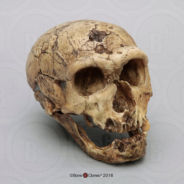 Homo neanderthalensis (Neanderthal - La Chapelle-aux-Saints) Cast Replica Skull #BH-009-2