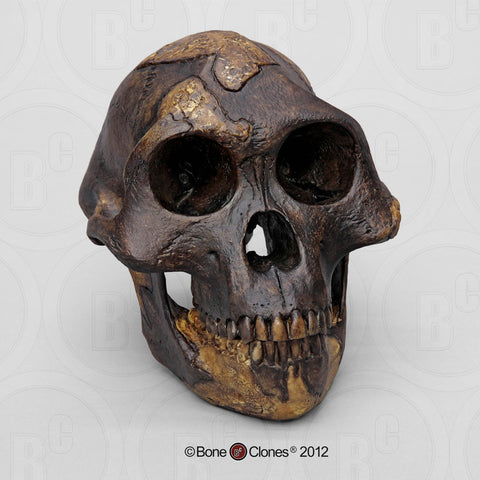 Australopithecus afarensis ("Lucy") dark finish Skull #BH-021-T