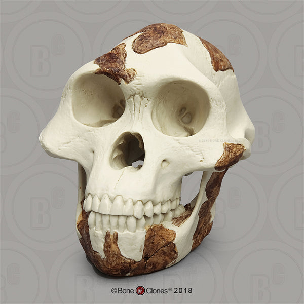 Australopithecus afarensis ("Lucy") light finish Skull #BH-021-A