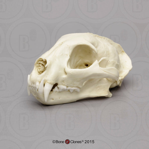 Cat Skull (Ocelot) Cast Replica - Leopardus pardalis #BC-239