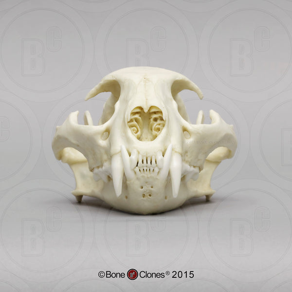 Cat Skull (Ocelot) Cast Replica - Leopardus pardalis #BC-239