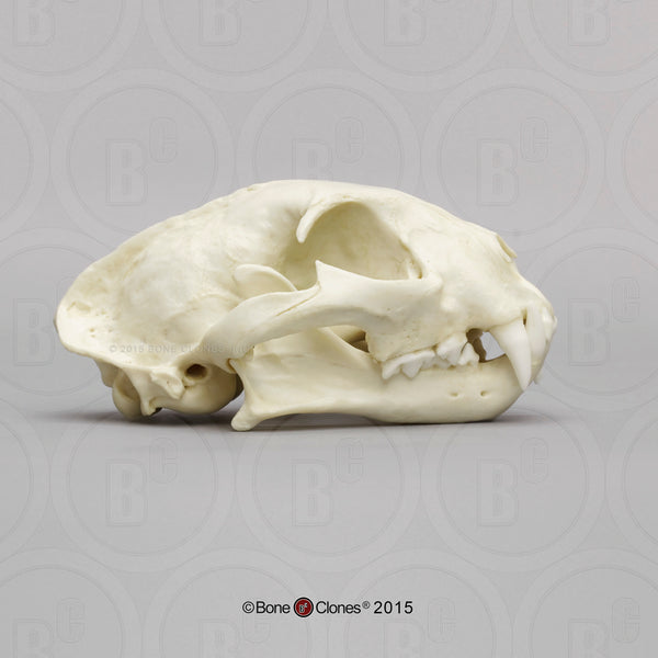 Cat Skull (Ocelot) Cast Replica - Leopardus pardalis #BC-239