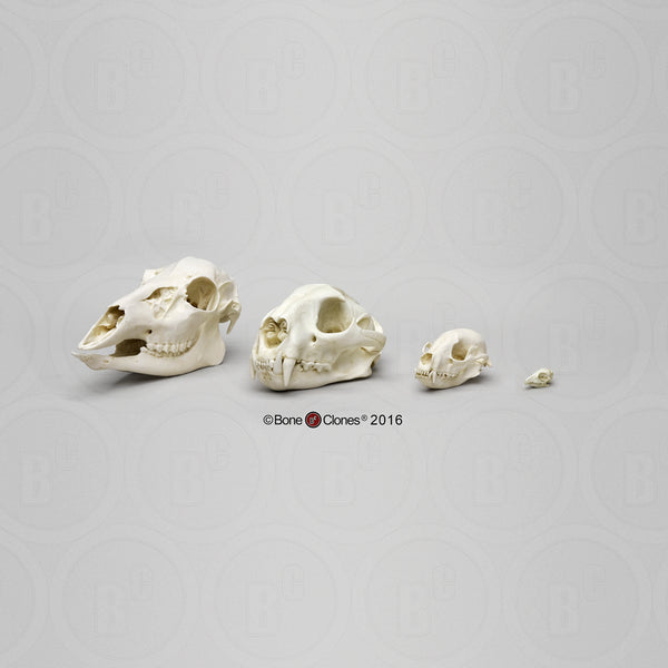 Dietary Comparison Economy Skull Set Cast Replicas - #COMP-141