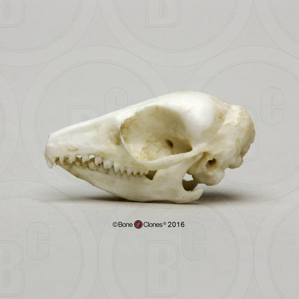 Dietary Comparison Economy Skull Set Cast Replicas - #COMP-141