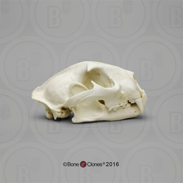 Dietary Comparison Economy Skull Set Cast Replicas - #COMP-141