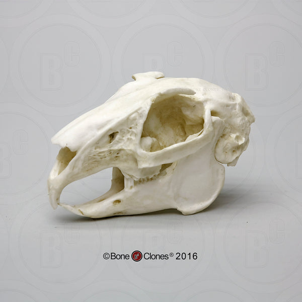 Predator - Prey Comparison Economy Skull Set Cast Replicas - #COMP-142