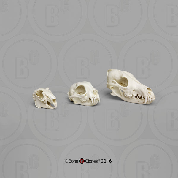 Predator - Prey Comparison Economy Skull Set Cast Replicas - #COMP-142