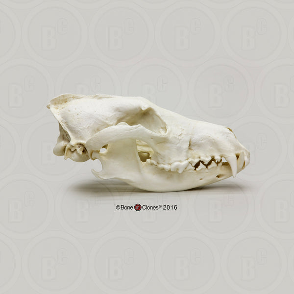 Canid Comparison Economy Skull Set Cast Replicas - #COMP-140