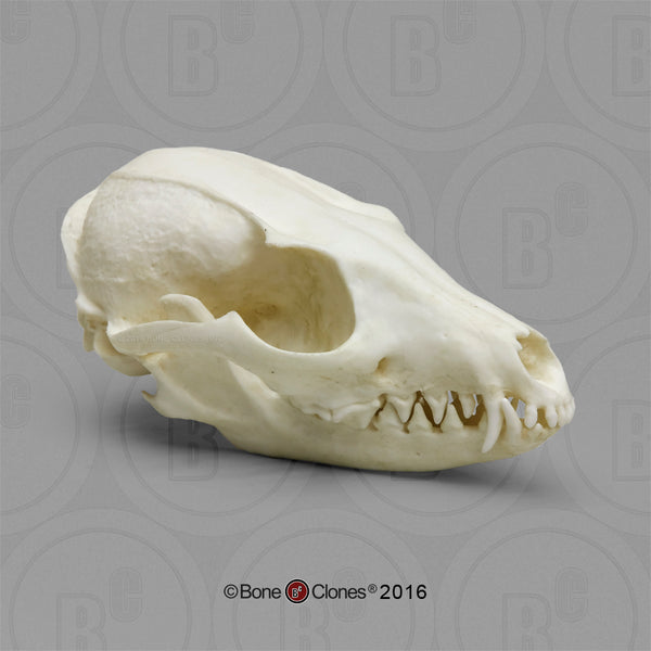 Canid Comparison Economy Skull Set Cast Replicas - #COMP-140