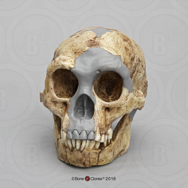 Homo floresiensis Cast Replica Skull #BH-033-2