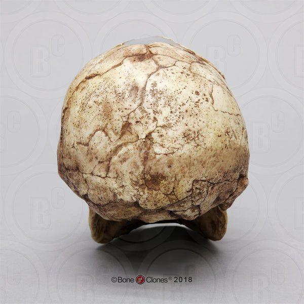 Homo floresiensis Cast Replica Skull #BH-033-2