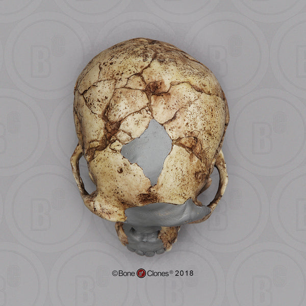 Homo floresiensis Cast Replica Skull #BH-033-2