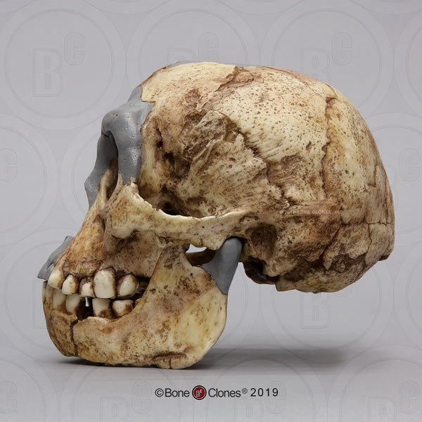 Homo floresiensis Cast Replica Skull #BH-033-2