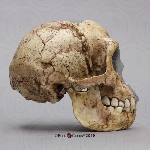Homo floresiensis Cast Replica Skull #BH-033-2