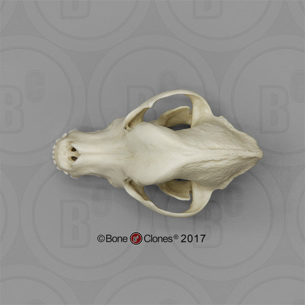 Dog Skull (Rottweiler) Cast Replica - Canis familiaris #BC-342