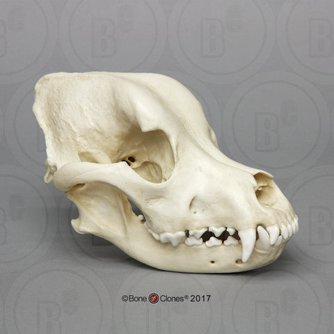 Dog Skull (Rottweiler) Cast Replica - Canis familiaris #BC-342