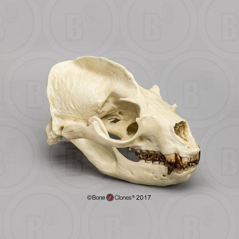 Sea Lion Skull (California Sea Lion) Cast Replica - Zalophus californianus #BC-343