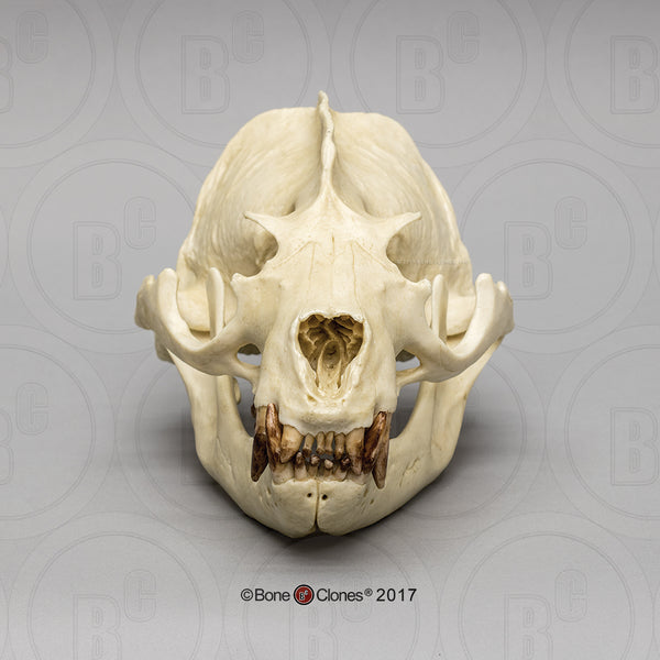 Sea Lion Skull (California Sea Lion) Cast Replica - Zalophus californianus #BC-343