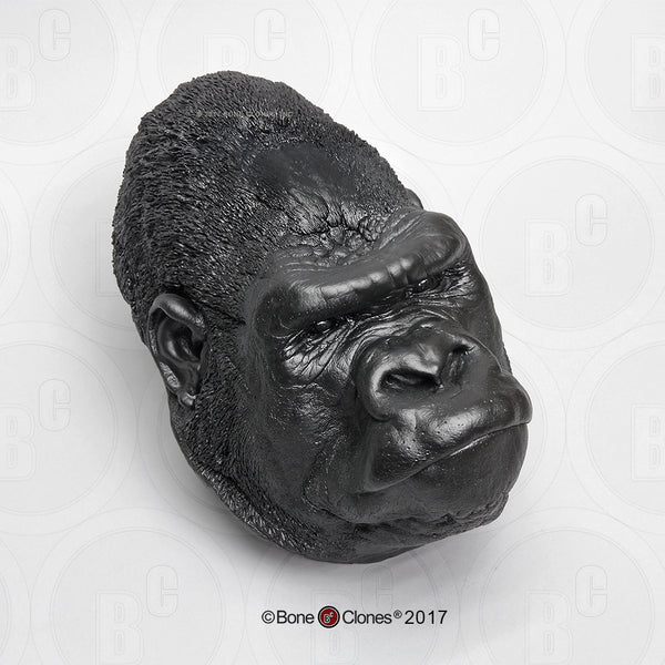 Gorilla Head (Western Lowland - male) Life Cast Replica - Gorilla gorilla #LC-30