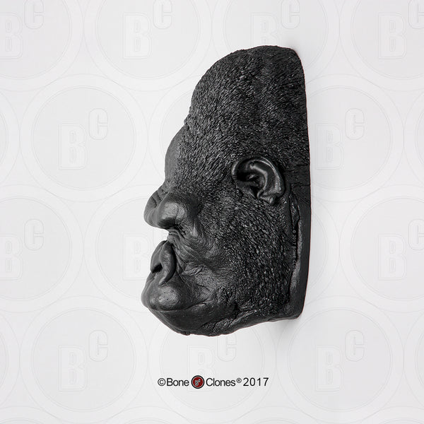 Gorilla Head (Western Lowland - male) Life Cast Replica - Gorilla gorilla #LC-30