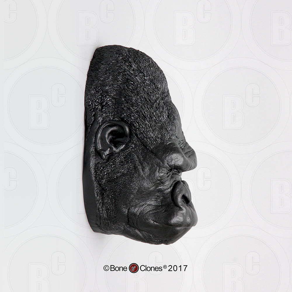 Gorilla Head (Western Lowland - male) Life Cast Replica