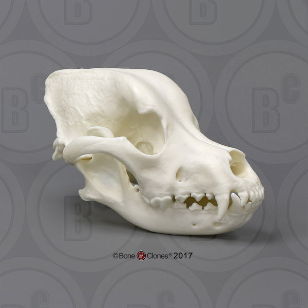 Domestic Dog Comparison Economy Skull Set Cast Replicas - #COMP-143