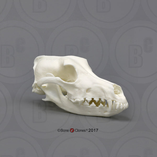 Domestic Dog Comparison Economy Skull Set Cast Replicas - #COMP-143