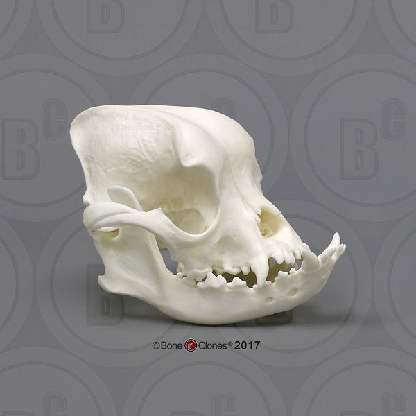 Domestic Dog Comparison Economy Skull Set Cast Replicas - #COMP-143