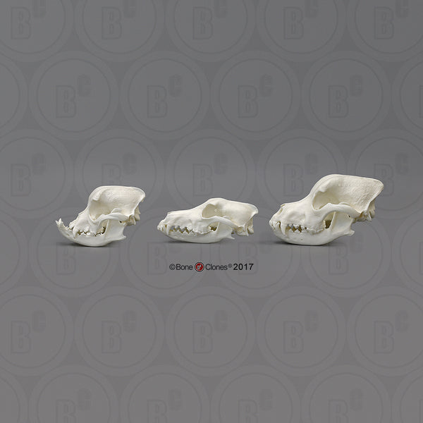 Domestic Dog Comparison Economy Skull Set Cast Replicas - #COMP-143