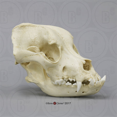 Dog Skull (Bullmastiff) Cast Replica - Canis familiaris #BC-344