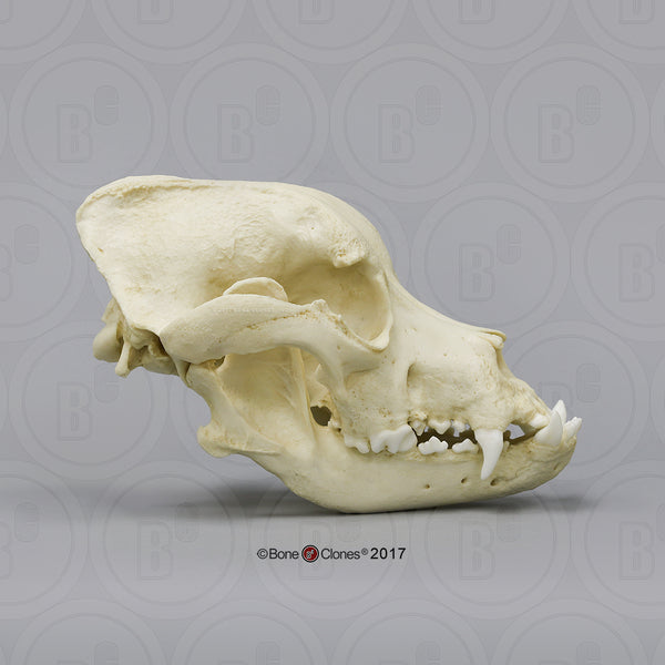 Dog Skull (Bullmastiff) Cast Replica - Canis familiaris #BC-344