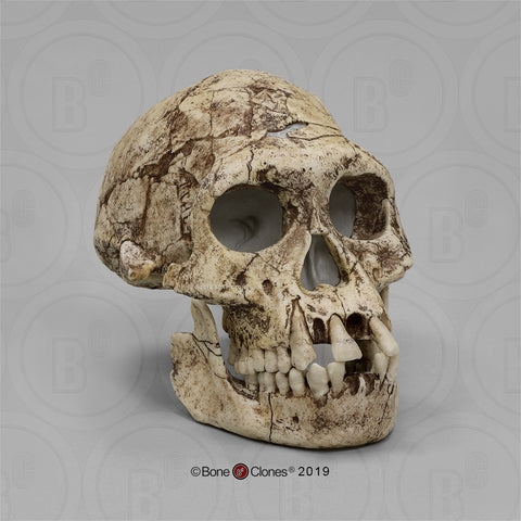 Homo erectus (Dmanisi - AKA Homo georgicus) Cast Replica Skull #BH-055