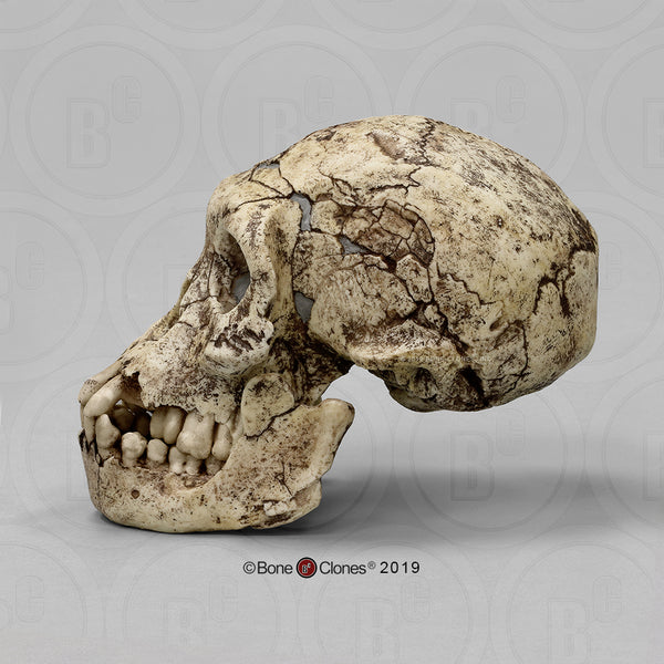 Homo erectus (Dmanisi - AKA Homo georgicus) Cast Replica Skull #BH-055