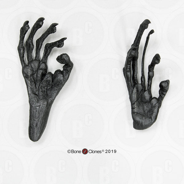 Lemur (Aye-aye) Hand & Foot Life Cast Replica Set - Daubentonia madagascariensis #LC-33-PR