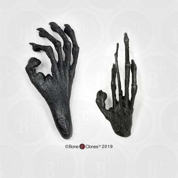 Lemur (Aye-aye) Hand & Foot Life Cast Replica Set - Daubentonia madagascariensis #LC-33-PR