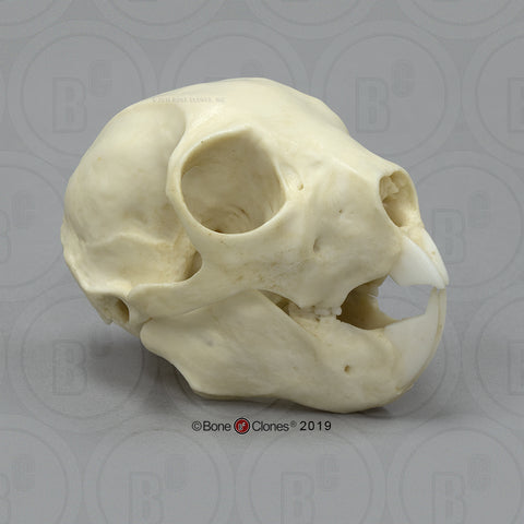 Lemur Skull (Aye-aye) Cast Replica - Daubentonia madagascariensis #BC-353